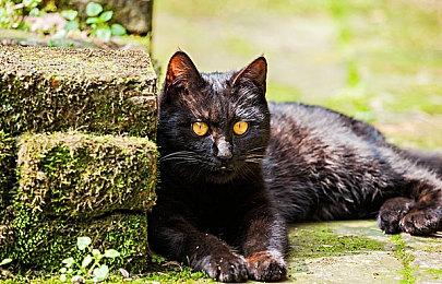 《鬼灭之刃 火之神血风谭2》追加可操作角色的全新PV公开 